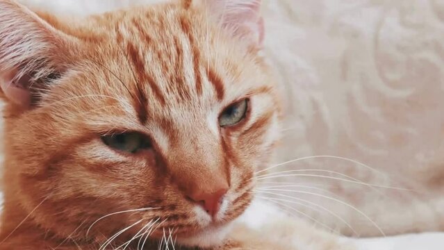 Beautiful ginger cat licking Its paw, the cat sits on a new background of bed and sleeping, portrait of a cat, red cat portrait, portrait of a red cat