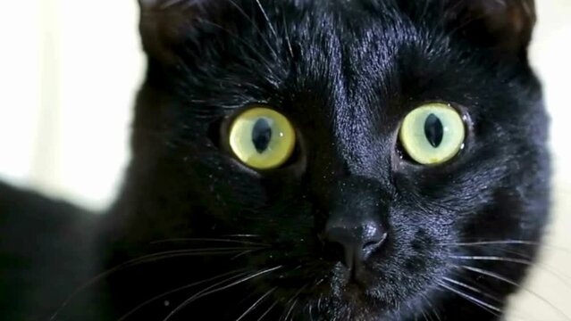 Close-up portrait of serious cat with green eyes and black colour of cat, black cat, black cat portrait, portrait of a cat