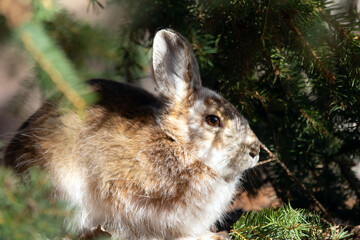 Hare changed his fur to brown, sitting under the fir.