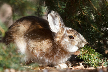 Brown Snowshoe hare is eating a fir branch in the garden.