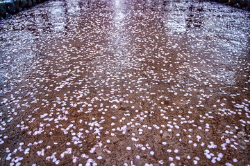 雨の日の桜の花びら