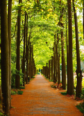 Obraz premium path in the forest