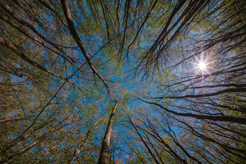 Trees reaching to the sky through the forest. The sun shining. Background shot for the metaphor of environmental protection of our planet. Wide angle nature photo taken with fisheye lens.