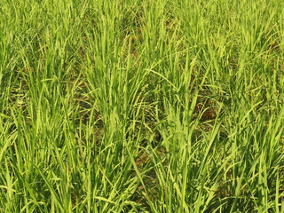 Young rice plants grow well in paddy fields.