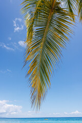 Palm overlooking tropical bay, Phillipines