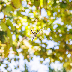 Spider awaits a catch, Phillipines