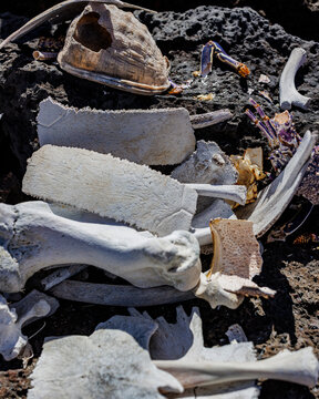 Stack of bones, Galapagos