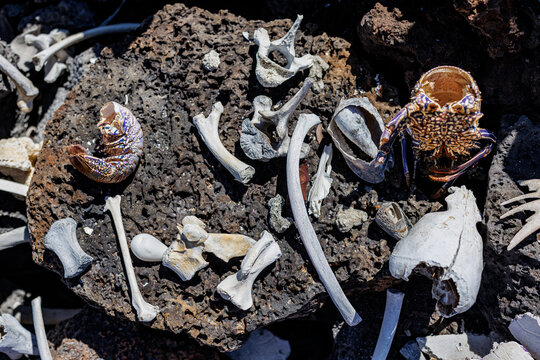 Found beach items, Galapagos