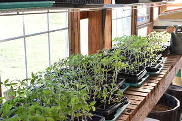 Tomato Plants in a Greenhouse