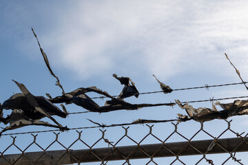 A plastic bag shredded by the wind is caught in a galvanized barbed wire security fence on a sunny day. The worn and textured bag is among the barbs. There's blue sky and some clouds in the background
