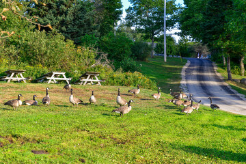 A flock of adult Canada Geese in a park on green grass near a row of park picnic tables. The large birds have brown, black, and white colored feathers with a long black neck and a white patch. 