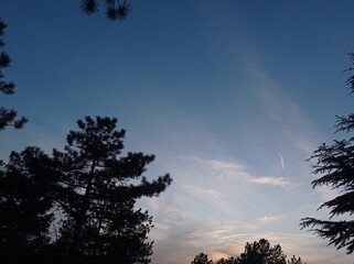 sunset in the forest