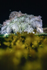 茨城県水戸市　安国寺の夜桜ライトアップ