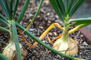 Raw white onions with long thick green stalks attached to the bulb. The bottom of the onions has long thin dried roots. The bulbs are pure white papery skin, sweet, and mild white flesh.