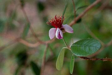 A feijoa, Acca sellowiana, known as a pineapple guava is a fruit-bearing plant. The pink bloom has bright red spiky stamens with a sweet smell. The dark leaves are oval shaped with a leathery texture.