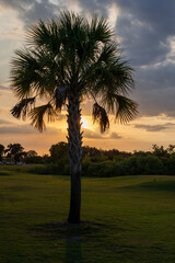 A single tall palm tree in the foreground with a bright orange sunset on a golf course. The dramatic cloudy sky is glowing. A row of trees is in the background at the end of the golf fairway. 