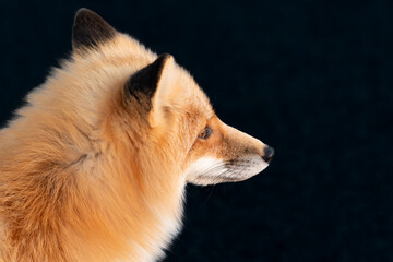 A cute young wild true red fox stands on all four paws attentively staring ahead as it hunts. It...