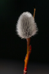 Closeup of an isolated stalk of pussy willow with a black background. The delicate plant has bloomed and has a white catkin or flowering spike of soft fluff. The pussy willow stem is red and yellow.