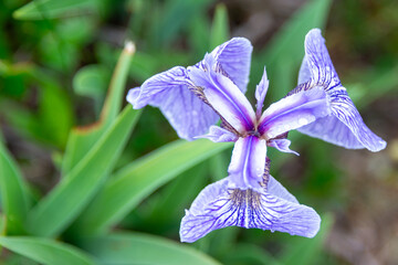 A single blue flag iris flower with the soft sun shining on the petals. The purple or violet color flower has white and yellow at its center. The flower stands tall among long reeds and green grass.