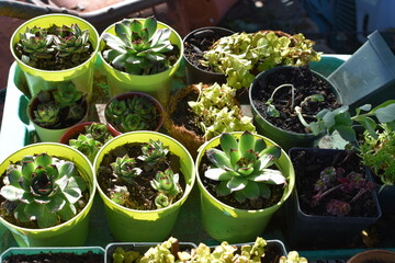 Succulent Plants in a Greenhouse