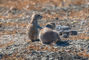 Prairie dogs on the ground