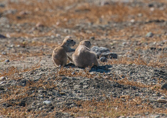 Two prairie dogs on the ground