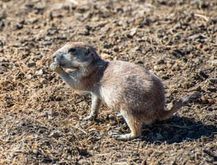 prairie dog eating