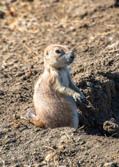 Baby prairie dog on the ground