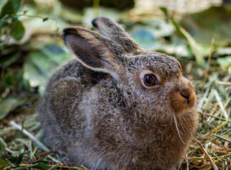Baby jackrabbit in the grass © Krista