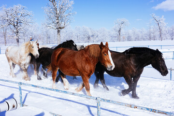 冬に走る馬の群れ
