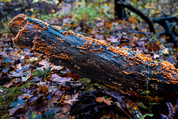 Fallen tree with mushrooms growing on it in a forest