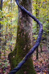 Large vine growing up the side of a tree in a forest