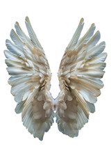 White peace dove wings, spread and raised upwards, isolated on a transparent white background in PNG format. Realistic long feathers, symbol of fly