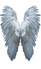 Large white wings of an angelic or celestial creature, isolated on a transparent white background. Template for placement on a body