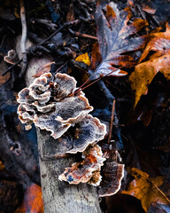 Mushrooms growing on a branch in autumn