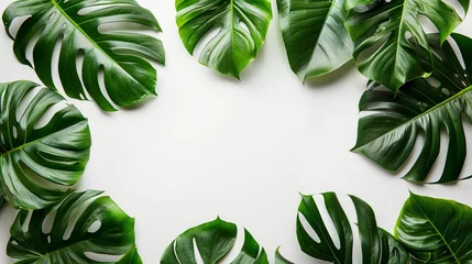 Foto op Canvas Monstera leaves in the form of a frame on a white background with space for text © ksu