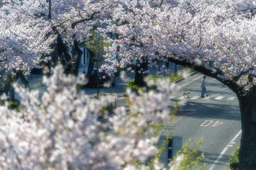 茨城県日立市　平和通りの満開の桜並木