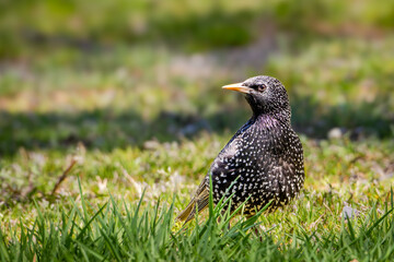 European Starling in grass against a blurred background. Native to Europe, but introduced into New York Central Park in the late 1890s, European Starling is one of North America most common birds