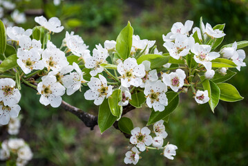pear branch blooming with delicate white flowers