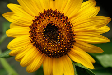 Obraz premium Sunflower
