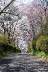 福島県矢祭町　桜咲く矢祭山公園と水郡線