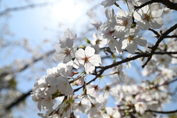 光を浴びる桜の風景