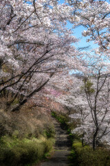 福島県矢祭町　桜咲く矢祭山公園と水郡線