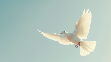 Fototapeta premium White dove in flight against blue sky