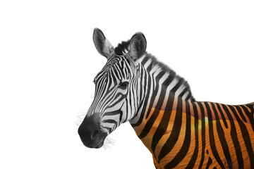 Naklejka premium Double exposure of striped African zebra and sandy desert