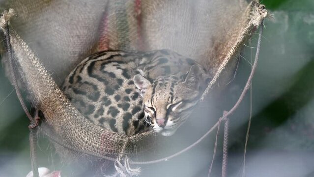 A serene ocelot lounges in a hammock, its spotted coat blending with the natural textures of its resting place