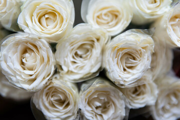 Beautiful FLOWERS come in various colors from roses to very beautiful lilies.