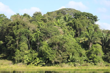 Fototapeta na wymiar Gamboa, Panama natural settings and wildlife. Harpy Eagle at his finest.