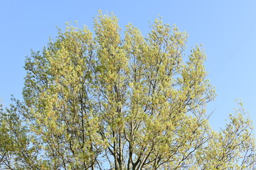 Fototapeta premium Green Tree