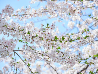 春の満開の桜の花の風景
